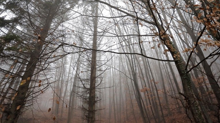 Ustavni sud BiH odlučio da šume nisu vlasništvo Republike Srpske