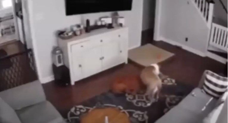 Vlasnicu je zanimalo što psi rade kad su sami pa je postavila kameru i rastopila se