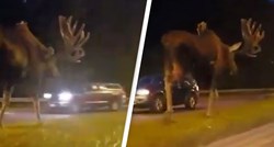 VIDEO Ljudi ostali zapanjeni kad su shvatili koliko los može biti velik
