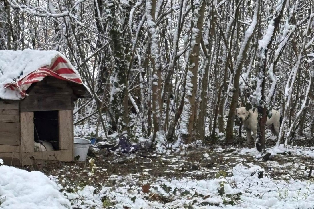 Tri psa privremeno oduzeta zbog zanemarivanja, kujica noć provela na lancu u snijegu