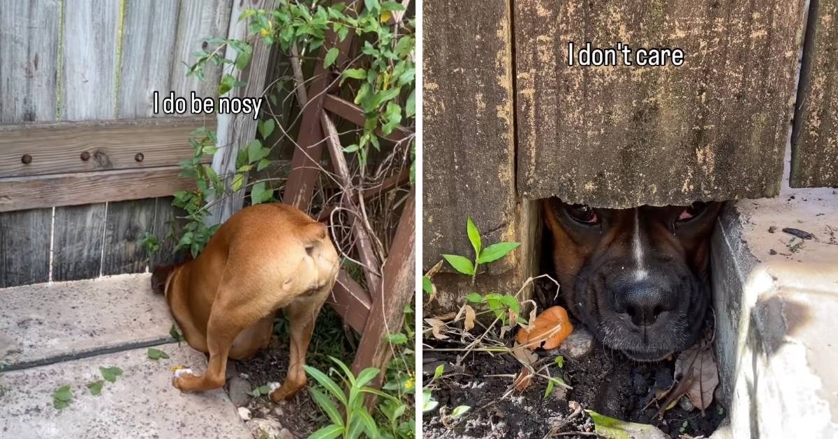 VIDEO Bokserica iskopala rupu ispod ograde kako bi špijunirala susjede