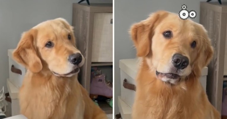 Vlasnica je čitala e-mail svom retriveru, pogledajte kako je reagirao