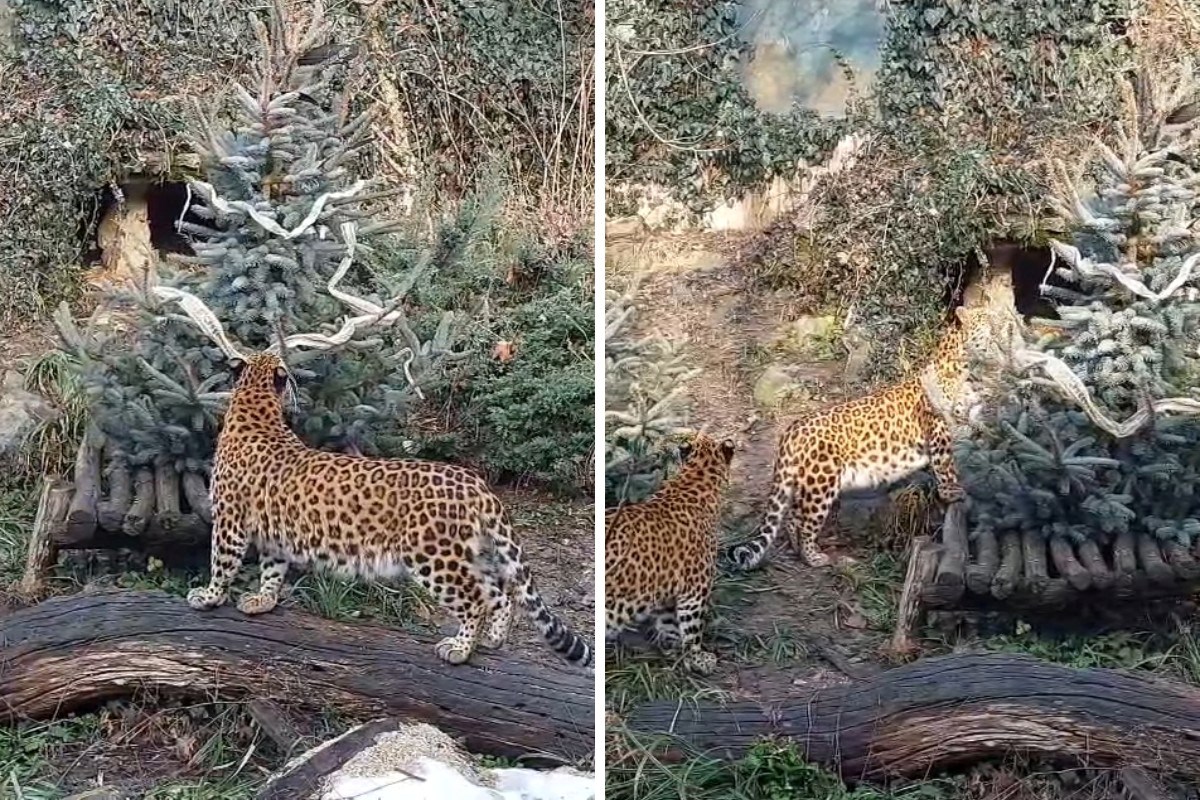 VIDEO Leopardi u ZOO Zagrebu znatiželjno istražuju novosti u nastambi