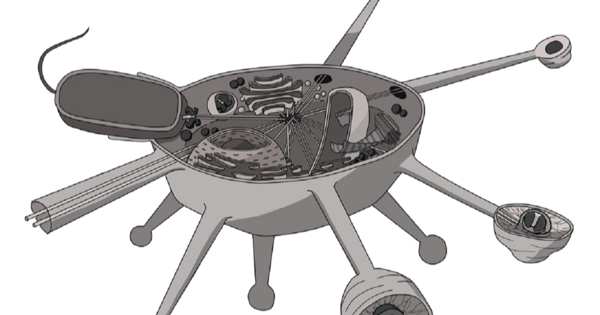 Otkriven "živi fosil" u Jadranu. Znanstvenici pronašli potpuno novu granu eukariota