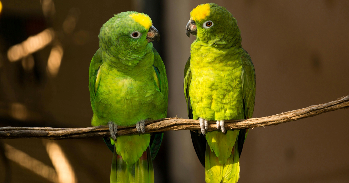 Koliko dugo žive papige i kako im produžiti život?