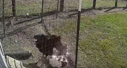 VIDEO Hrabri pijetao spasio kokoš od napada sokola