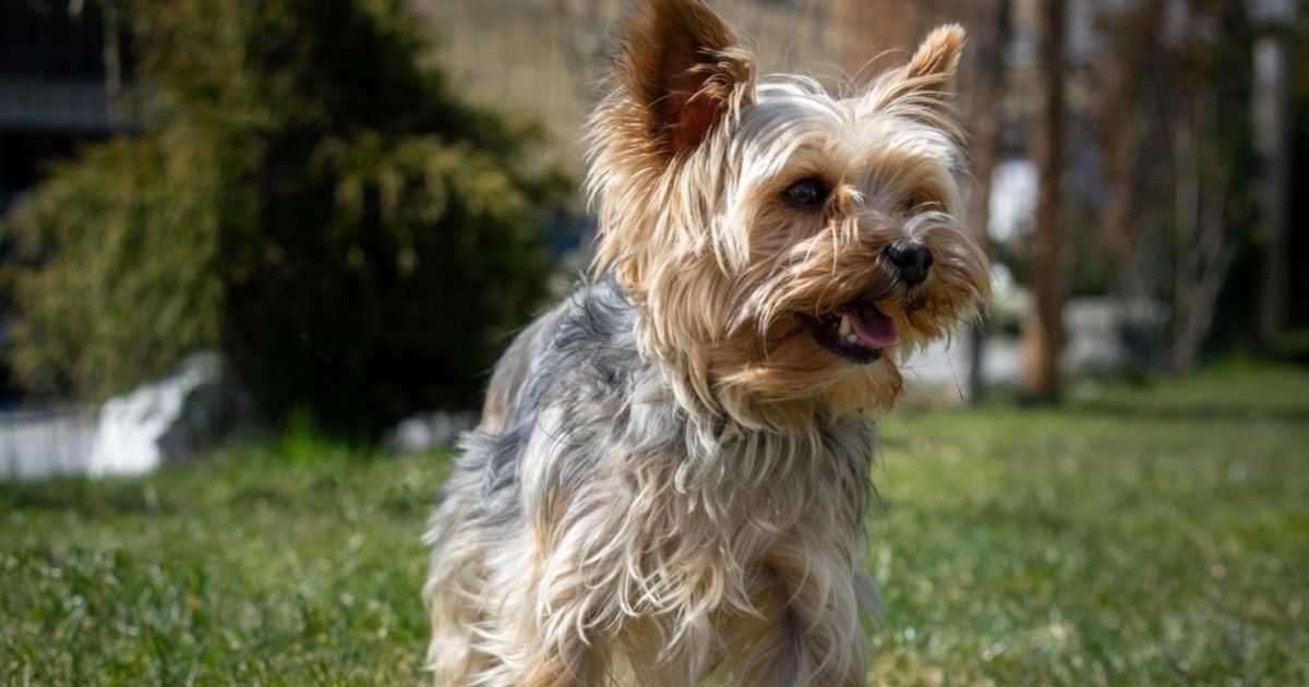 Psi i alergije: Koje pasmine su najsigurniji izbor?