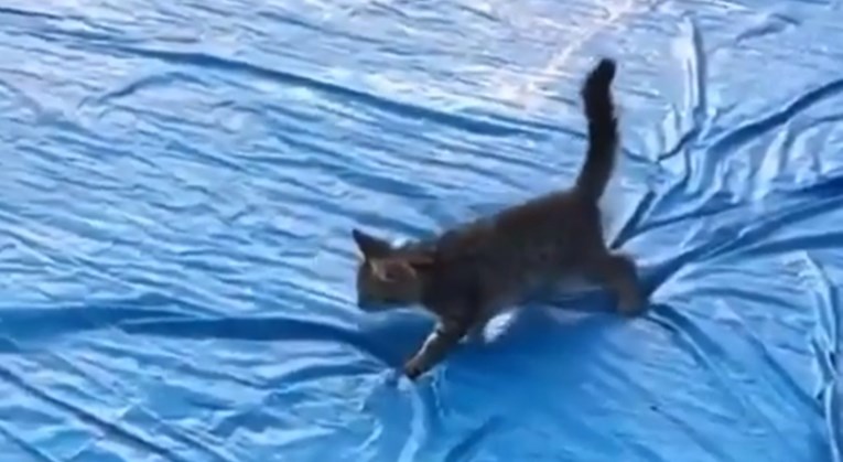 Stavio mačku na pokrov bazena i snimao njenu reakciju, ljudi ga napali: To je okrutno