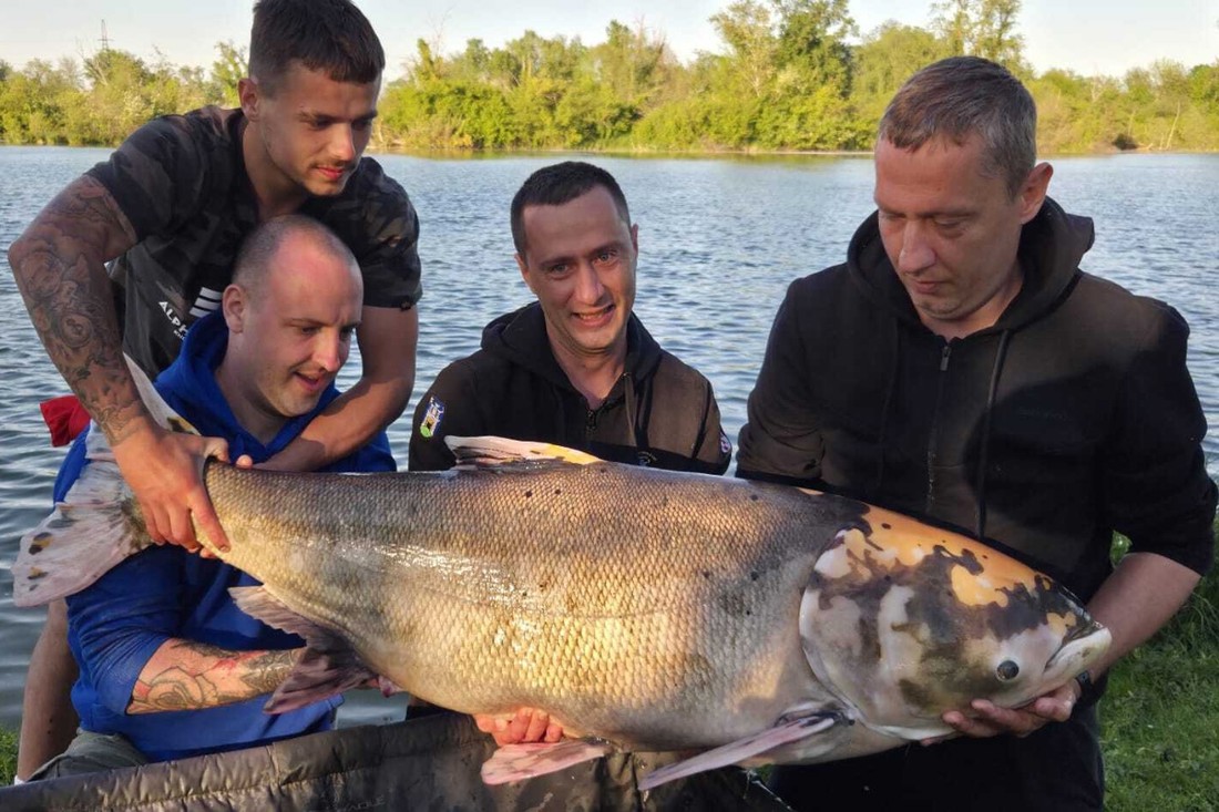 VIDEO U Zagrebu ulovljena rijetka riba od 45 kila, borba je trajala 20 minuta