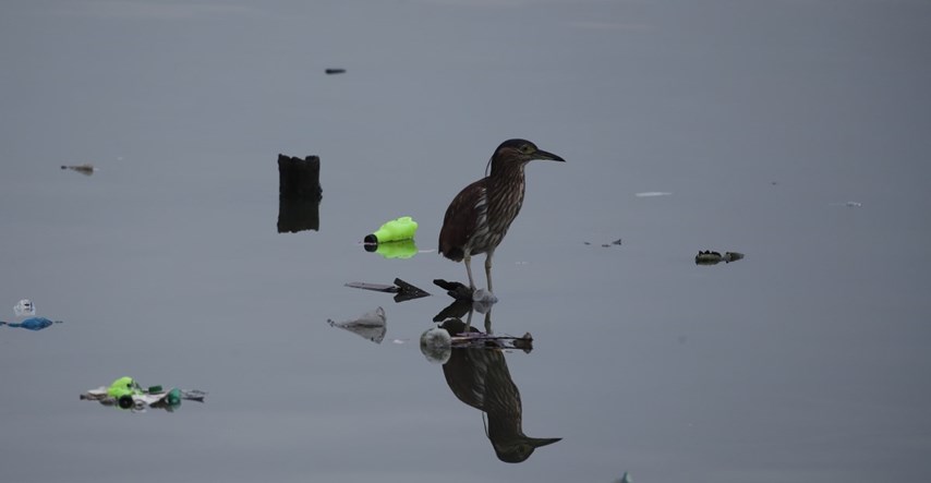 Kod morskih ptica otkrivena nova bolest uzrokovana plastikom