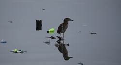 Kod morskih ptica otkrivena nova bolest uzrokovana plastikom