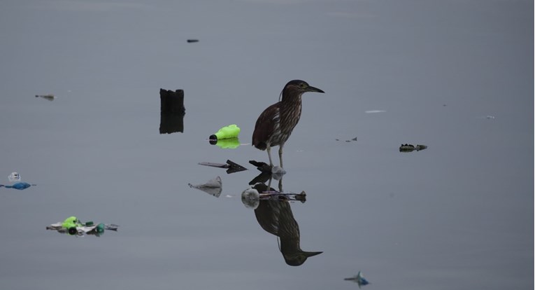 Kod morskih ptica otkrivena plastikoza, bolest uzrokovana plastikom