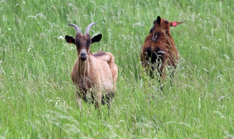 Pojavila se bruceloza, bolest koza i ovaca u Metkoviću. Oboljela jedna žena