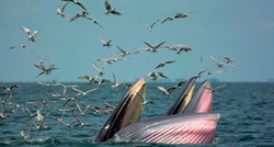 Japan nastavlja s komercijalnim izlovom kitova