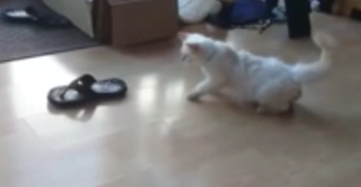 Maca čudakinja uplašila se obične japanke, no nije odustajala od napada