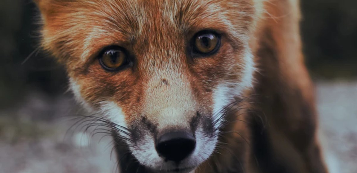 Čovjeku na trijem došla znatiželjna lisica, a on joj odlučio prići