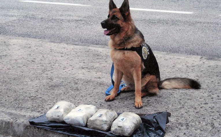 Pas nazvan po hrvatskom nogometašu postao "užas" za trgovce drogom u Kolumbiji