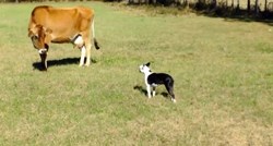 Razigrani psić pokušao je pozvati kravu na igru, pogledajte kako je završilo