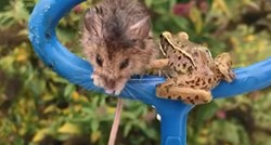 Iako bi ga mnogi ubili, ona je spasila život mišu kojeg je našla u bazenu