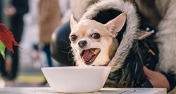 Fuliranje za njuškice: Blagdanska gozba za pse i mace uz tortu i šampanjac