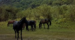 UZNEMIRUJUĆE Kod ceste u Livnu pronađen ubijeni divlji konj, odsjekli mu noge