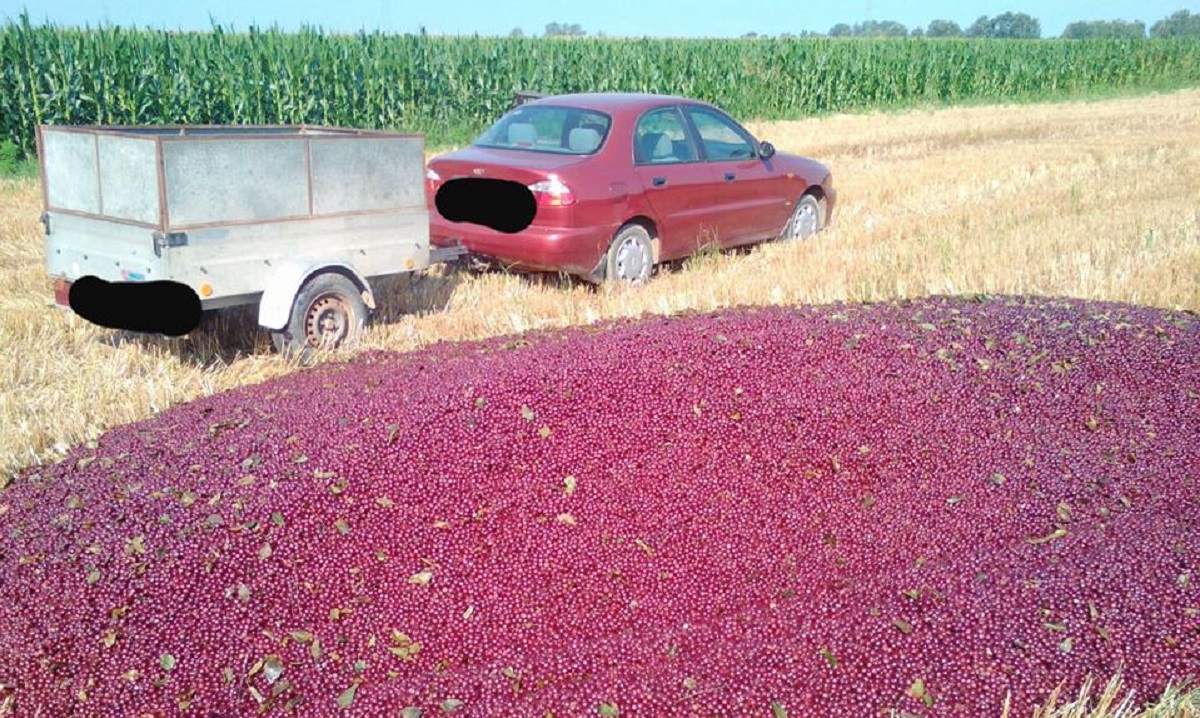 Slavonski voćar bacio čitav urod višanja: "Ne damo da nas više ponižavaju"