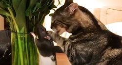Mačka i štakor postali su najbolji prijatelji koji se ne razdvajaju