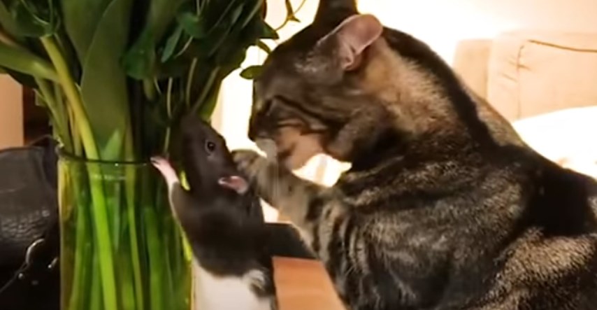 Mačka i štakor postali su najbolji prijatelji koji se ne razdvajaju