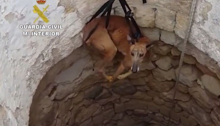 Španjolski lovci masovno ubijaju svoje pse, bacaju ih u bunare