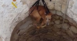 Španjolski lovci masovno ubijaju svoje pse, bacaju ih u bunare i na tračnice