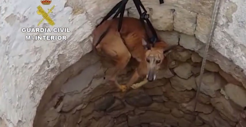 Španjolski lovci masovno ubijaju svoje pse, bacaju ih u bunare i na tračnice