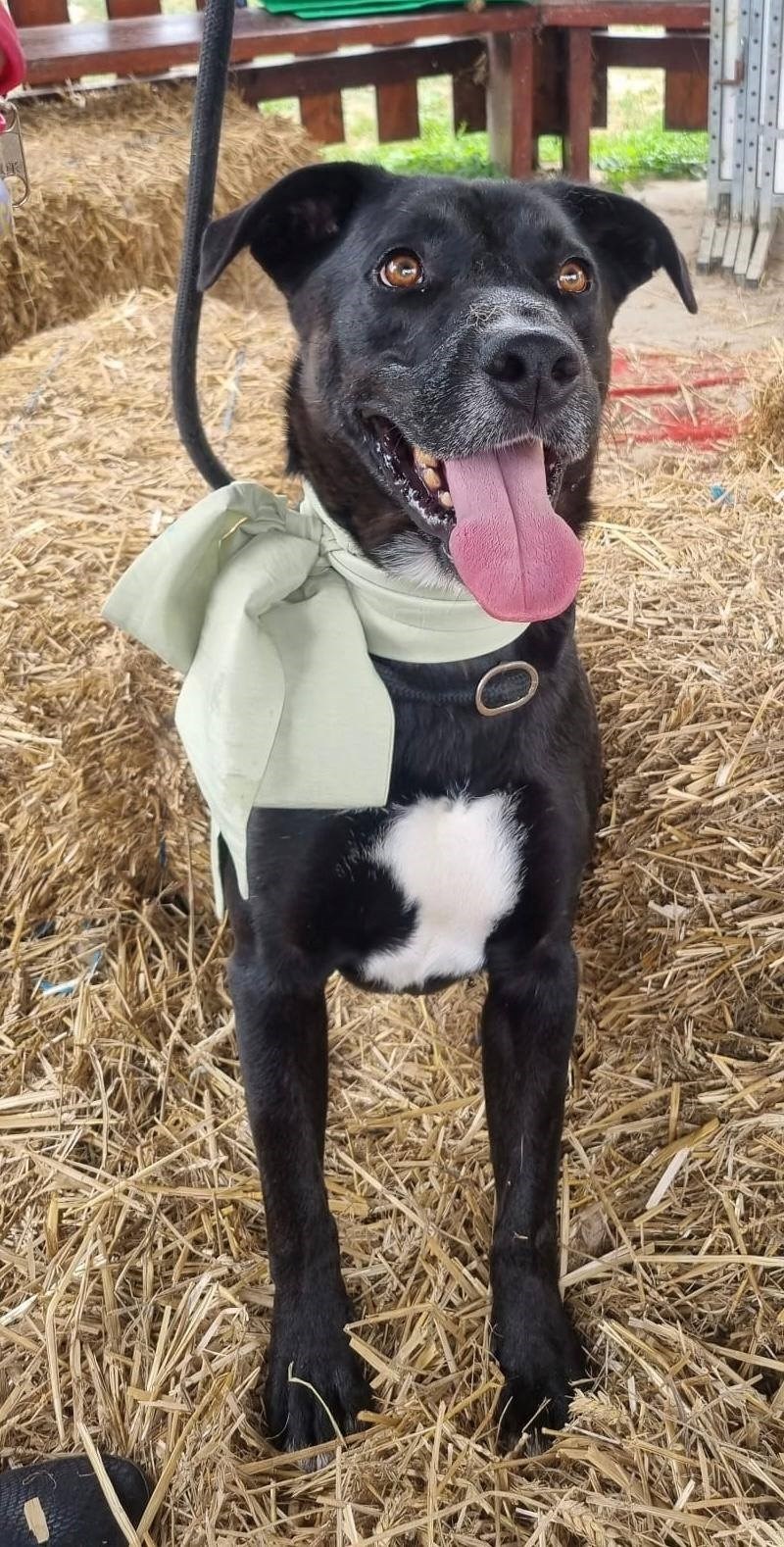 Mlad i snažan Sid traži dom. Uživa u dugim šetnjama i obožava biti u vodi