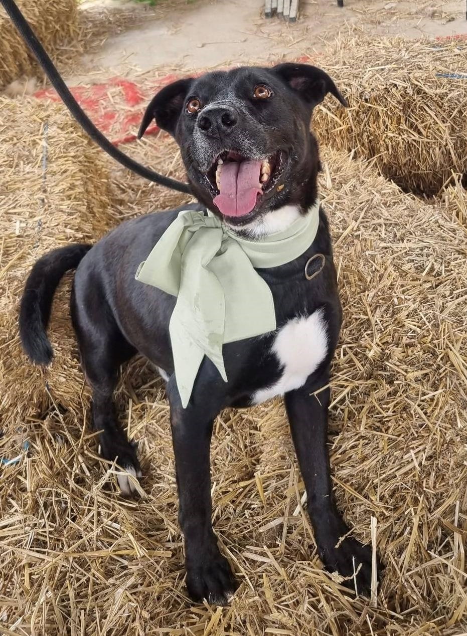 Mlad i snažan Sid traži dom. Uživa u dugim šetnjama i obožava biti u vodi