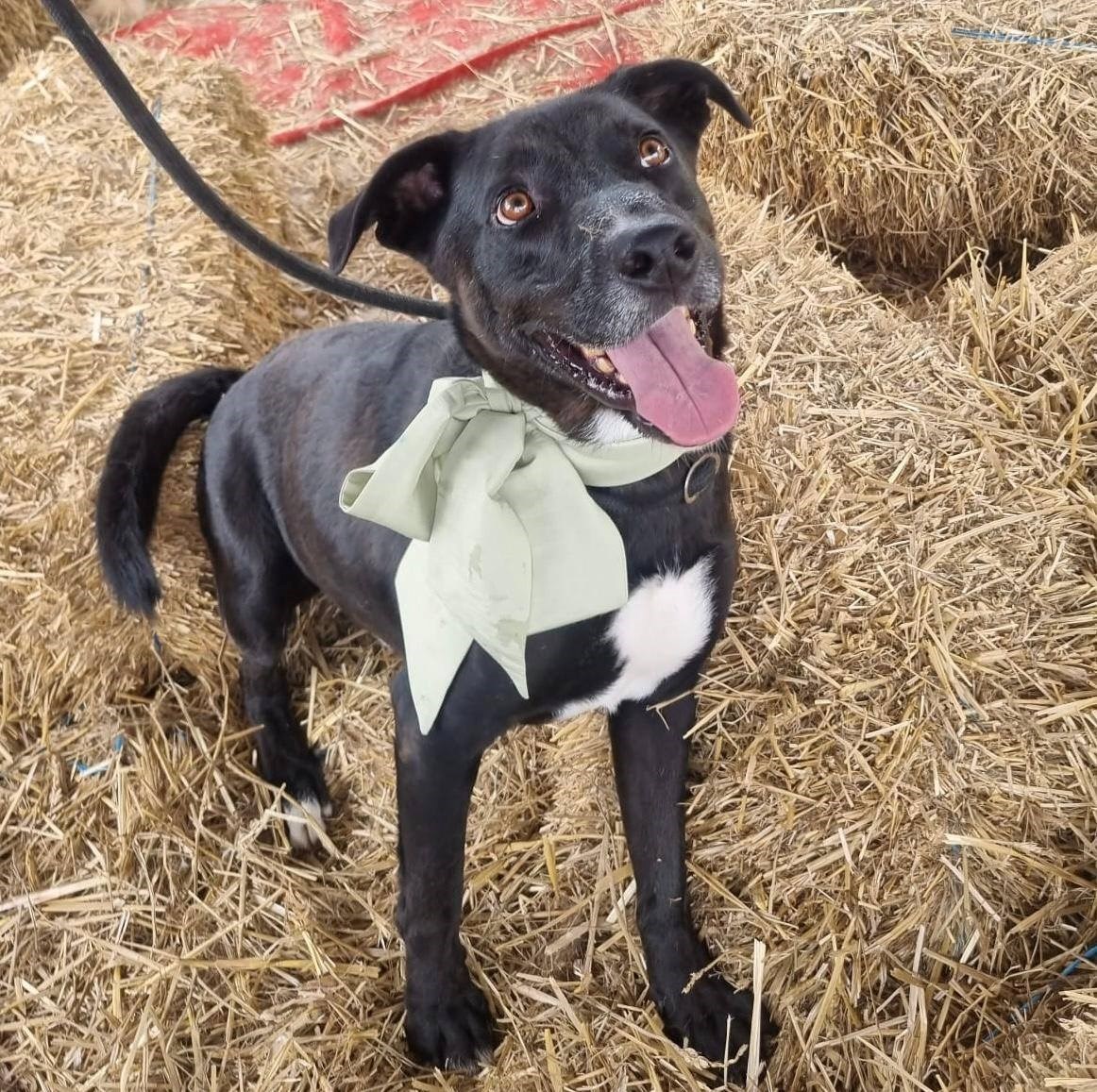 Mlad i snažan Sid traži dom. Uživa u dugim šetnjama i obožava biti u vodi