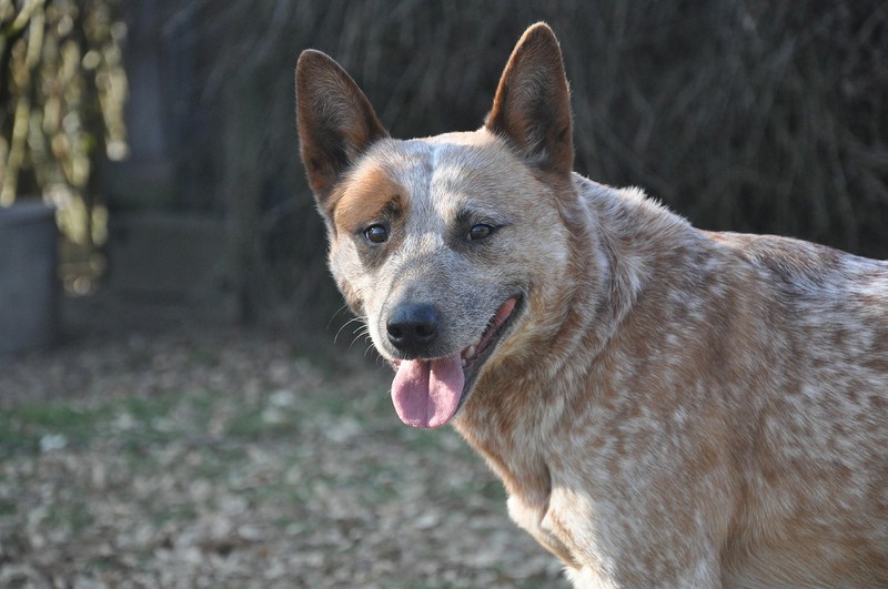 Australski govedar