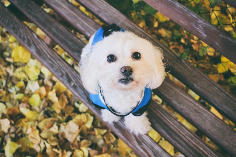 Maltezer