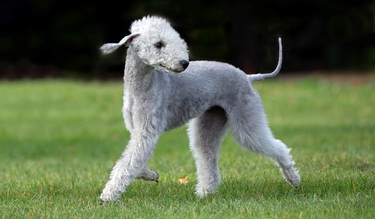 Bedlington terijer