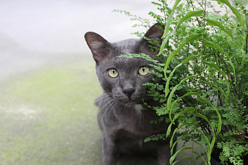 Korat