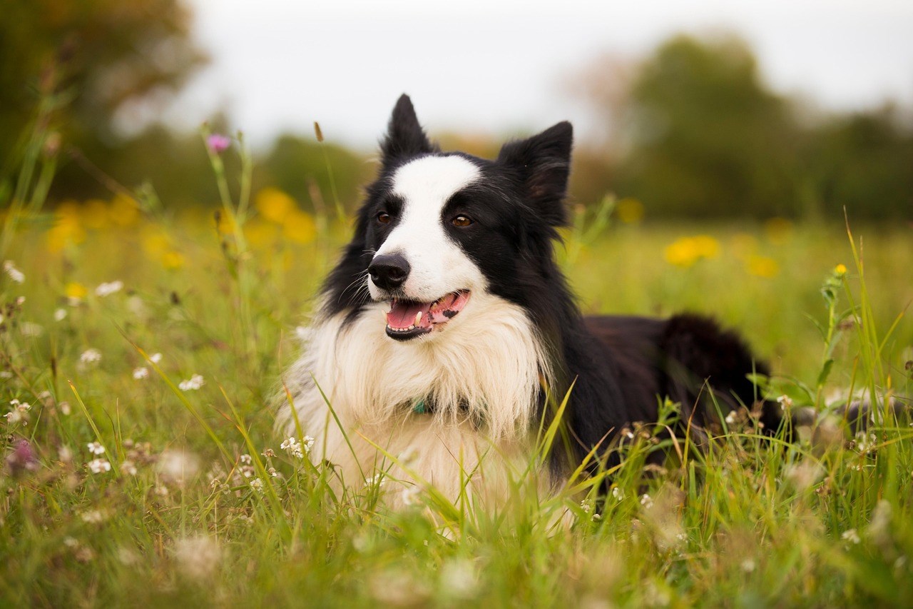 Border collie