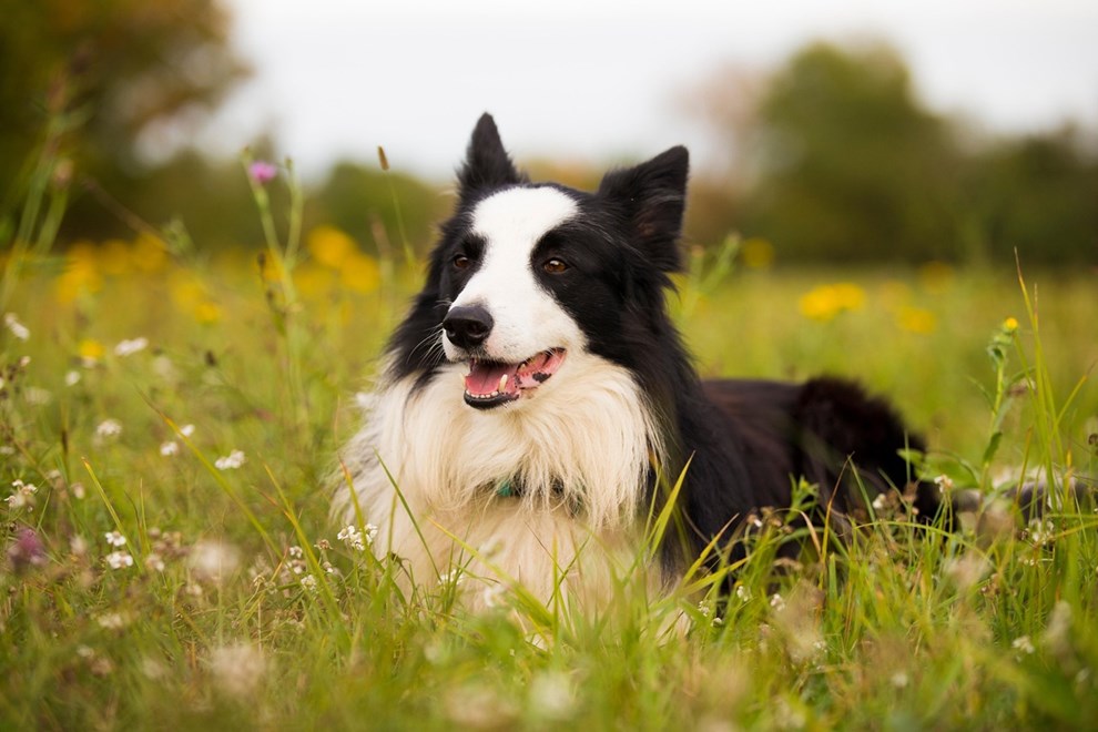 Border collie