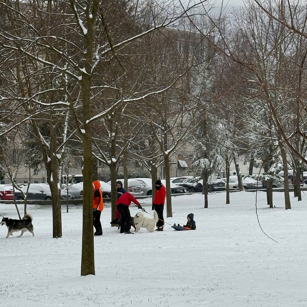 FOTO I VIDEO Snježne pahulje zabijelile Dalmaciju. Grudanje, smijeh i zimska čarolija