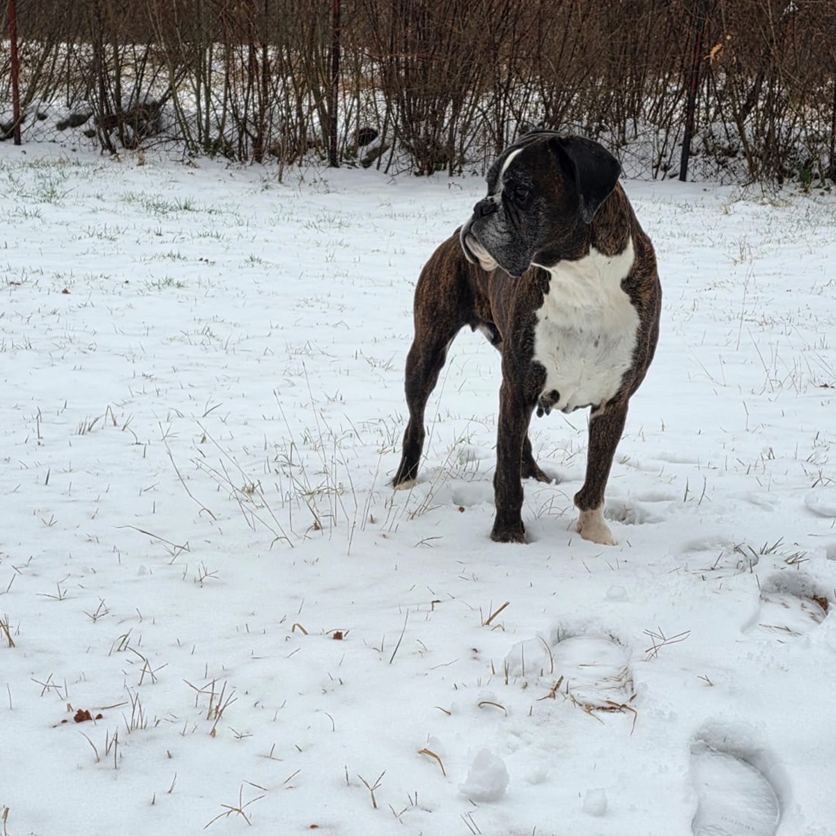 FOTO I VIDEO Snježne pahulje zabijelile Dalmaciju. Grudanje, smijeh i zimska čarolija