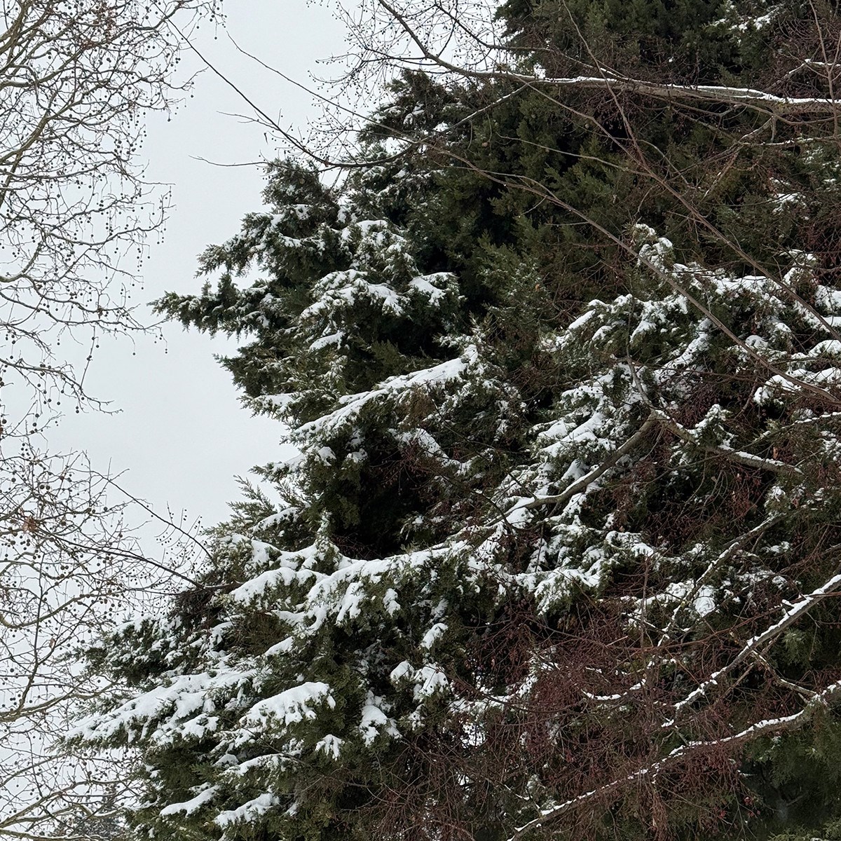 FOTO I VIDEO Snježne pahulje zabijelile Dalmaciju. Grudanje, smijeh i zimska čarolija