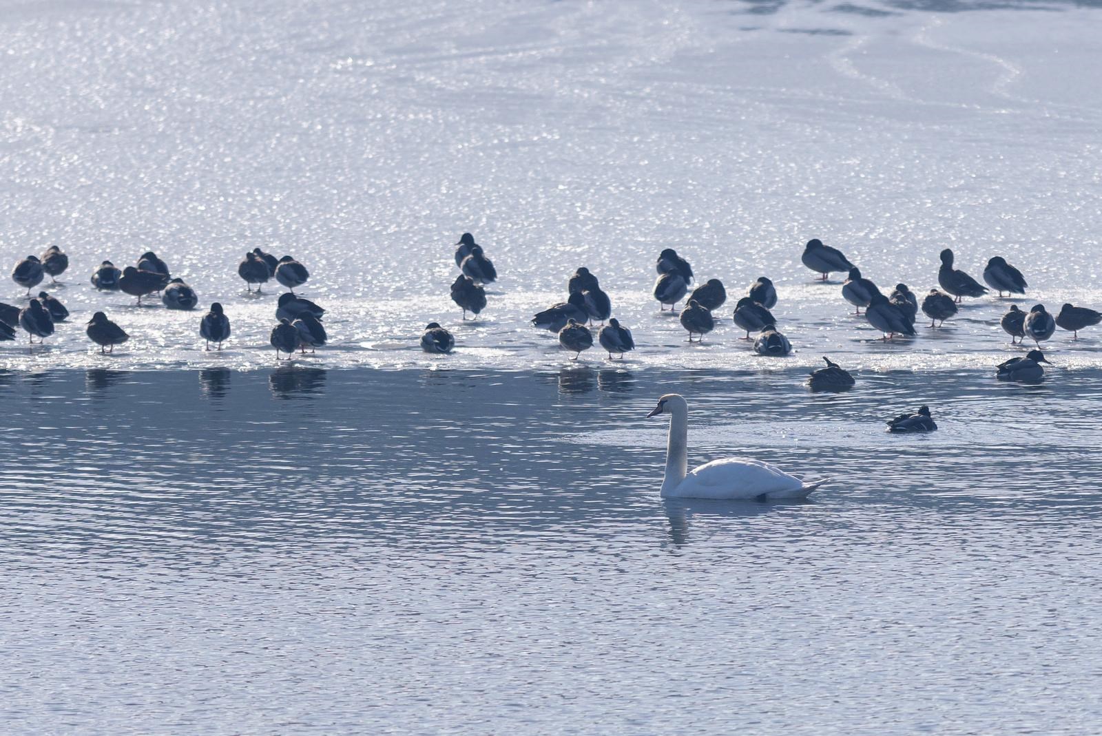 FOTO U Kopačkom ritu ptice odmaraju na zaleđenim dijelovima vode