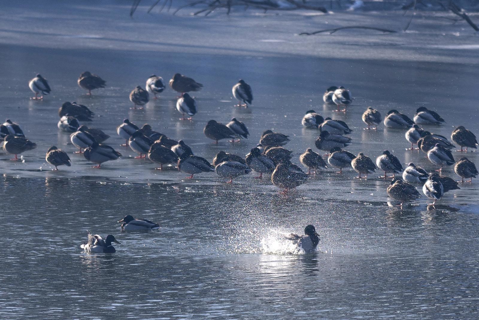 FOTO U Kopačkom ritu ptice odmaraju na zaleđenim dijelovima vode