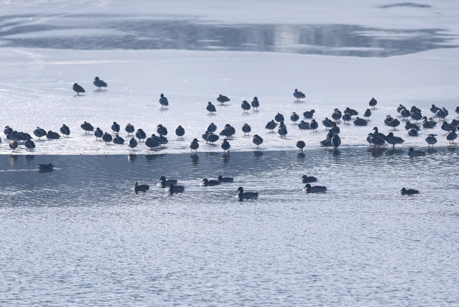 FOTO U Kopačkom ritu ptice odmaraju na zaleđenim dijelovima vode