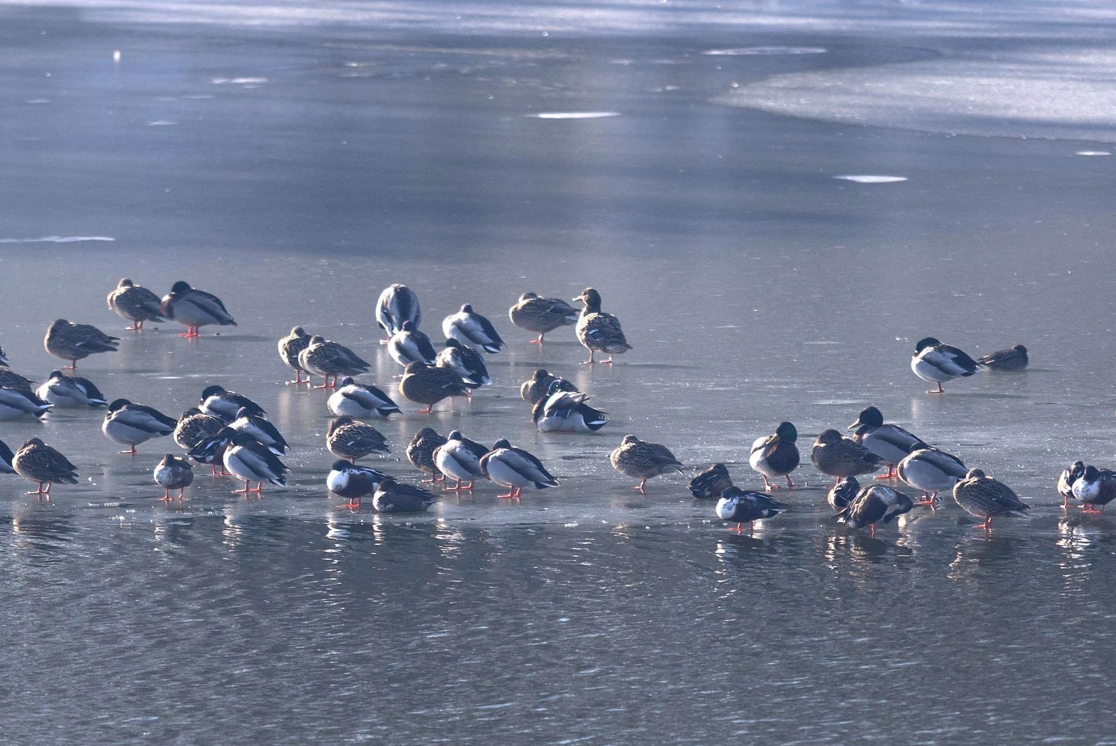 FOTO U Kopačkom ritu ptice odmaraju na zaleđenim dijelovima vode