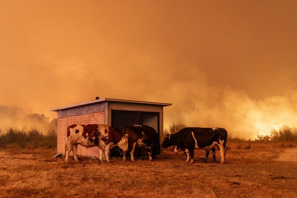 FOTO Požari u Čileu odnijeli 19 života, masovne evakuacije stanovnika