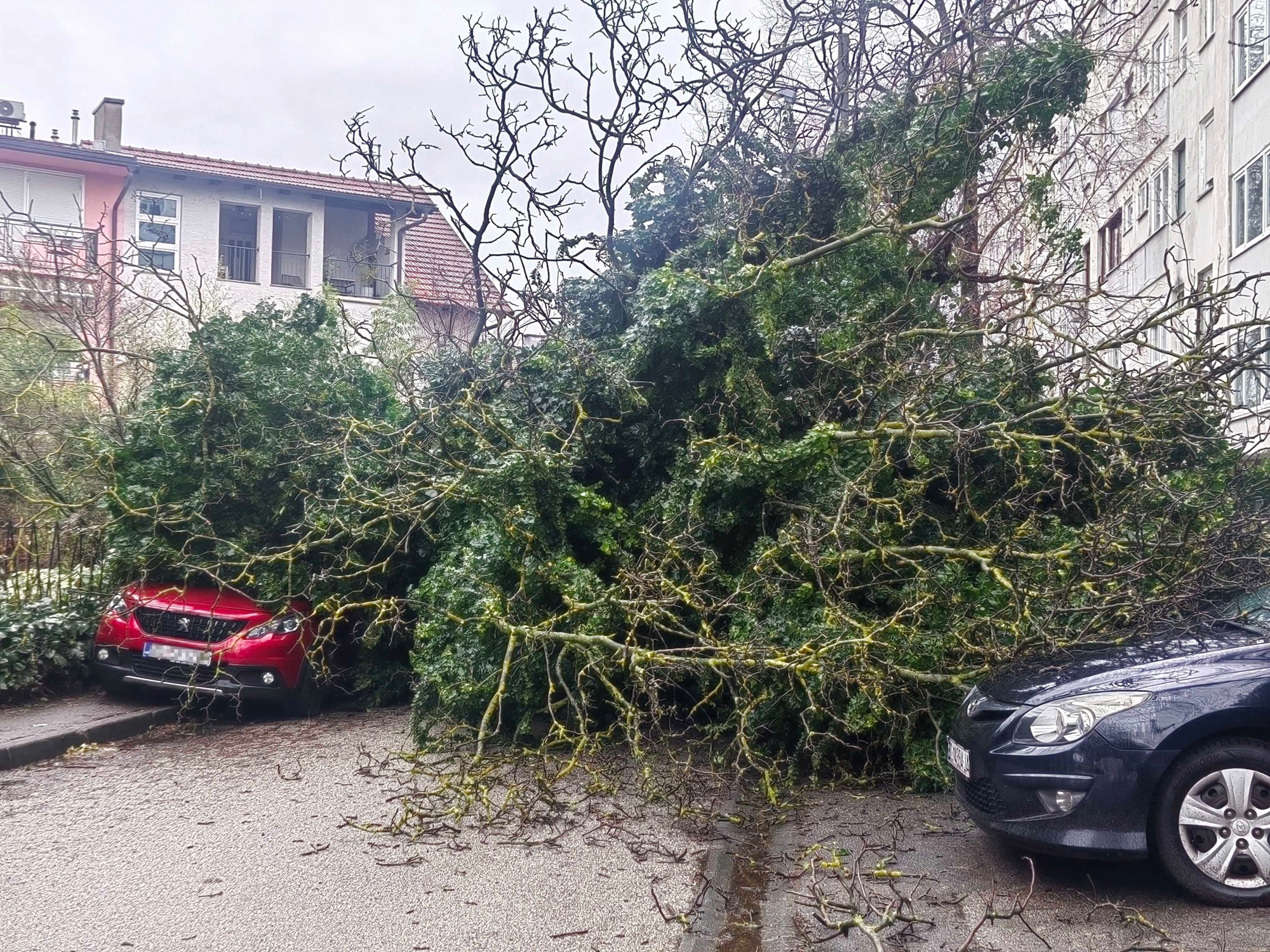 FOTO U Zagrebu stablo palo na parkirane aute