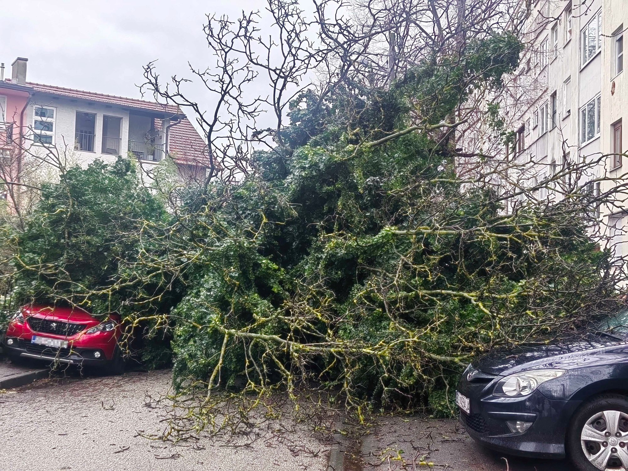 FOTO U Zagrebu stablo palo na parkirane aute